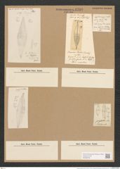 Stauroneis stodderi Greenl. (de-Toni-Nr.: Genus 6, Species 954) Zeichnungen Sammlung Grunow Nr. 1798 (NHMW-BOT-W0368706)